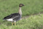 Bean Goose by Romano da Costa