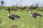 Bean Goose by Romano da Costa