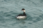Black-necked Grebe by Mick Dryden Black-necked Grebe by Mick Dryden