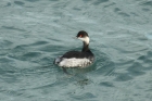 Black-necked Grebe by Mick Dryden