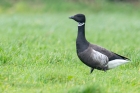 Black Brant by Romano da Costa Black Brant by Romano da Costa