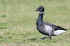 Black Brant by Romano da Costa Black Brant by Romano da Costa