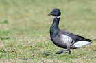 Black Brant by Romano da Costa