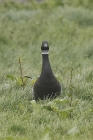 Black Brant by Mick Dryden