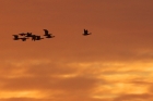 Brent Geese by Mick Dryden