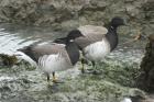 Brent Goose by Mick Dryden Brent Goose by Mick Dryden