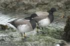 Brent Goose by Mick Dryden