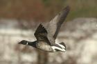 Brent Goose by Mick Dryden