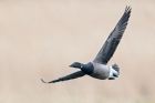 Brent Goose by Romano da Costa