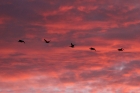 Brent Geese at dawn by Mick Dryden