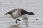 Brent Goose by Mick Dryden