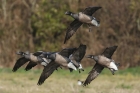 Brent Goose by Mick Dryden