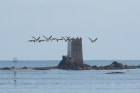 Brent Geese by Mick Dryden Brent Geese by Mick Dryden