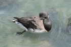 Brent Goose by Mick Dryden