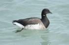 Brent Goose by Mick Dryden Brent Goose by Mick Dryden