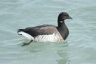 Brent Goose by Mick Dryden