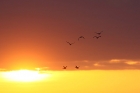 Brent Geese by Mick Dryden