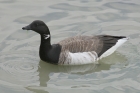Brent Goose by Mick Dryden