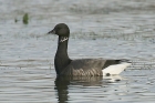 Brent Goose by Mick Dryden Brent Goose by Mick Dryden