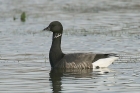 Brent Goose by Mick Dryden