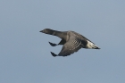 Brent Goose by Mick Dryden