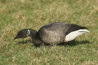 Brent Goose by Mick Dryden