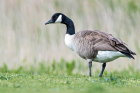 Canada Goose by Romano da Costa