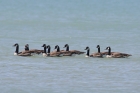 Canada Goose by Mick Dryden