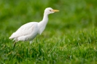 Cattle Egret by Romano da Costa