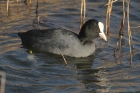 Coot by Mick Dryden
