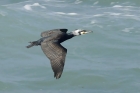 Cormorant by Mick Dryden