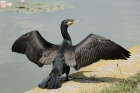 Cormorant by Mick Dryden Cormorant by Mick Dryden