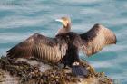 Cormorant by Vikki Robertson