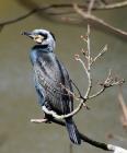 Cormorant by Bill Wood Cormorant by Bill Wood