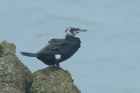 Cormorant by Mick Dryden