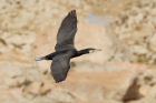 Cormorant by Mick Dryden