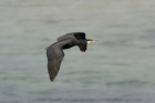 Cormorant by Mick Dryden