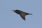 Cormorant by Mick Dryden Cormorant by Mick Dryden