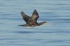 Cormorant by Mick Dryden