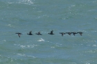 Common Scoters by Mick Dryden