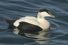 Common Eider by Mick Dryden