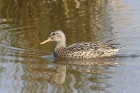 Gadwall by Mick Dryden