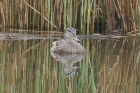 Gadwall by Mick Dryden