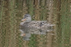 Gadwall by Mick Dryden