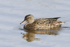 Gadwall by Mick Dryden