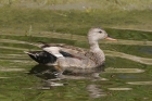 Gadwall by Mick Dryden