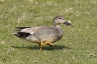 Gadwall by Mick Dryden Gadwall by Mick Dryden