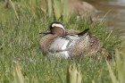 Garganey by Mick Dryden