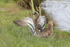 Garganey by Mick Dryden