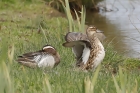 Garganey by Mick Dryden